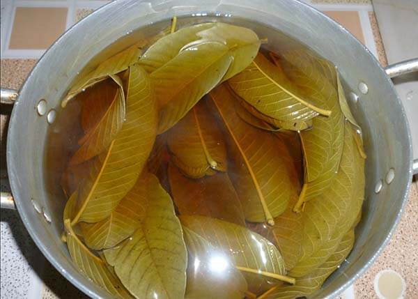 Nước lá ổi