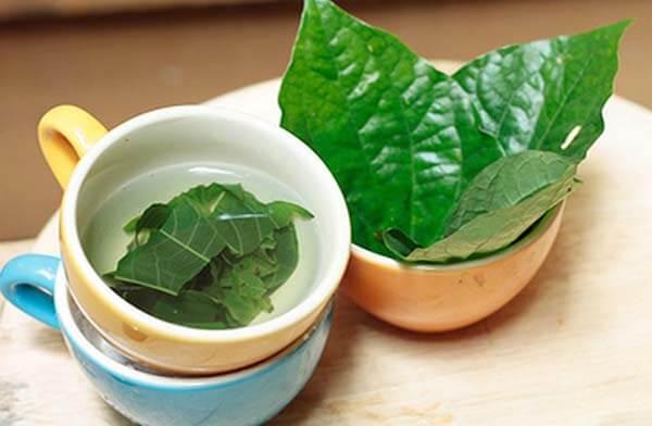 lá lốt