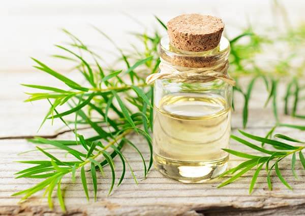 trị mụn thịt bằng tinh dầu trà